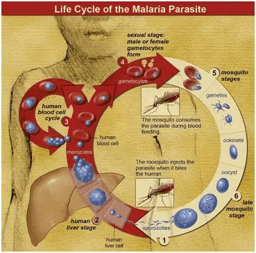malaria-and-biomagnetism