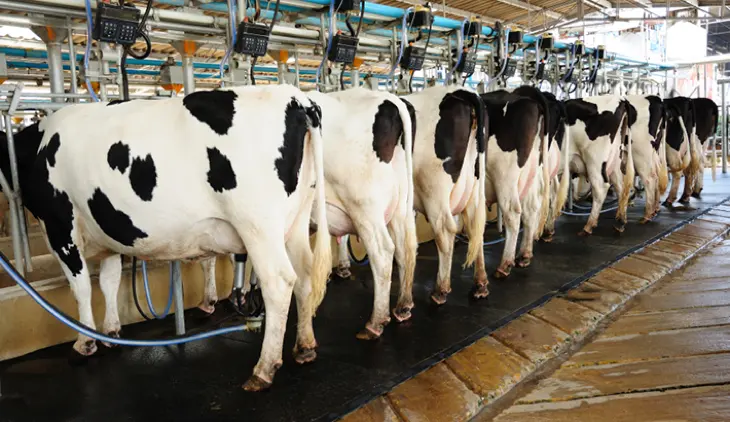 biomagnetism-and-dairy-products