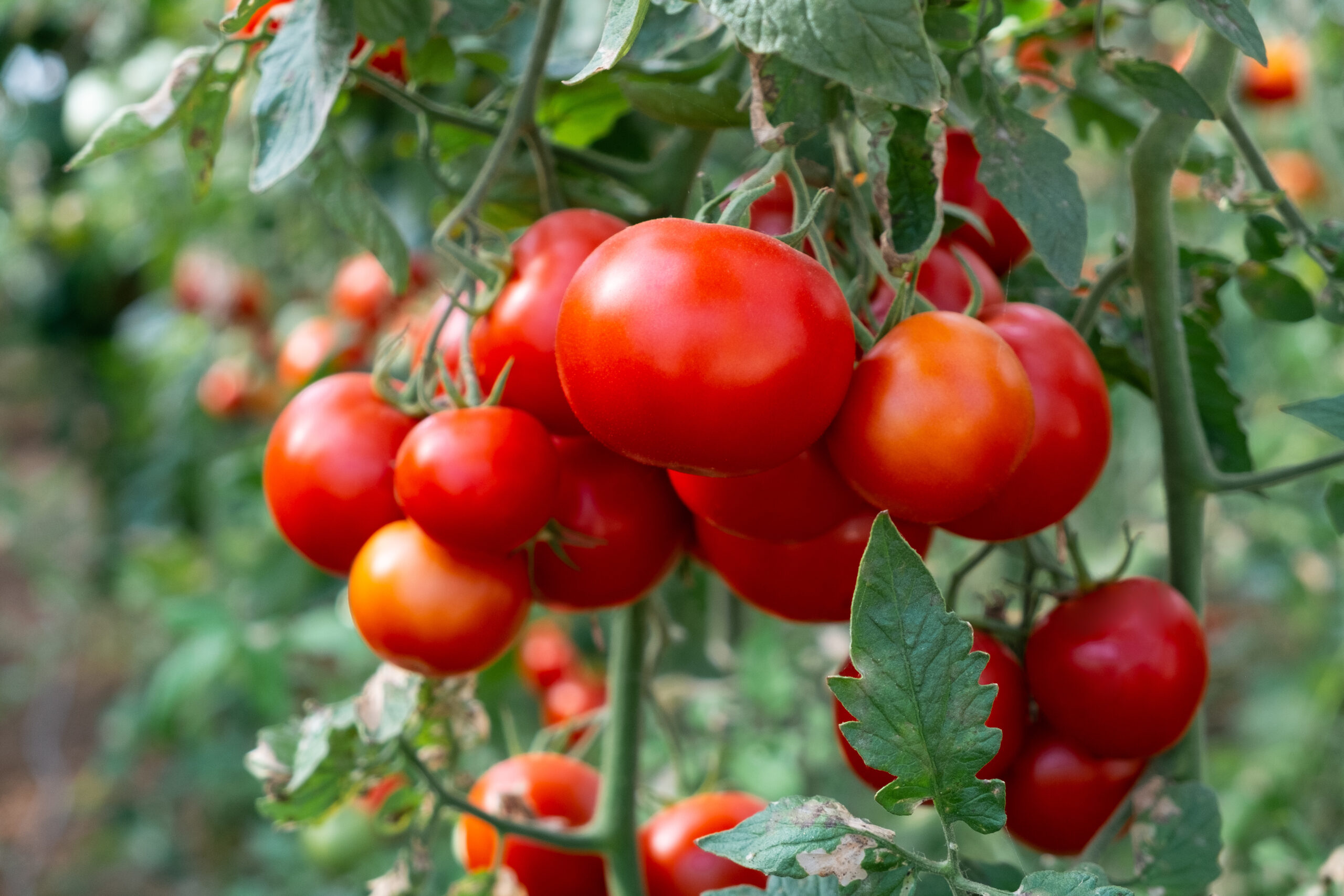 Agriculture