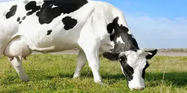 Biomagnetism and Dairy Products